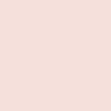 Snowbush Rose - NP OW 1039 P